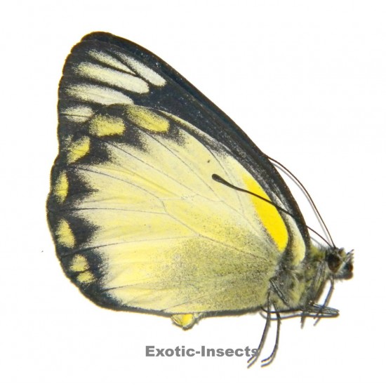 Delias belisama belisama  YELLOW FORM