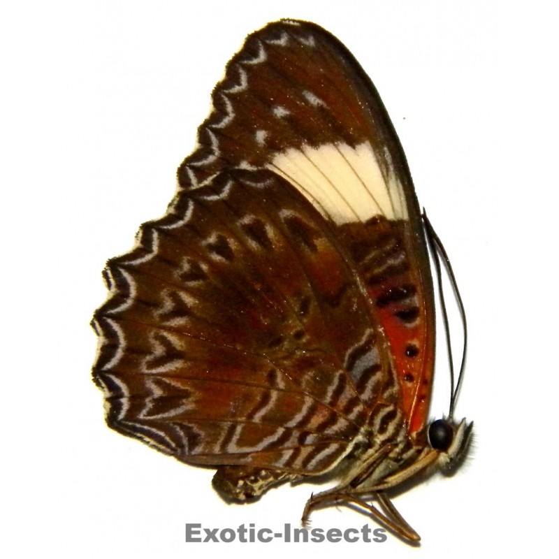 Cethosia cydippe schoutensis