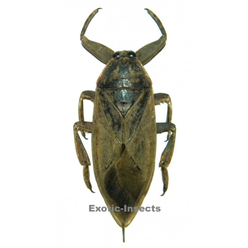 Lethocerus indicus