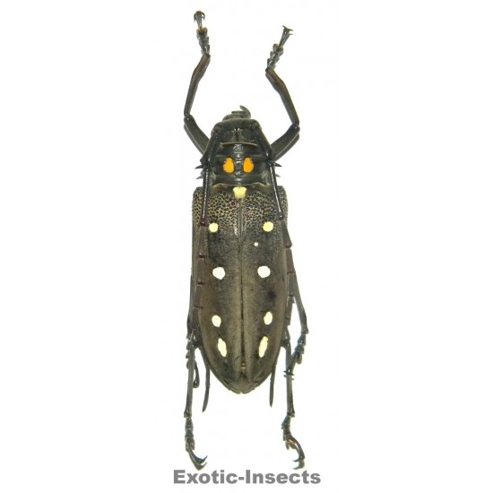 Batocera parryi (45-49mm)