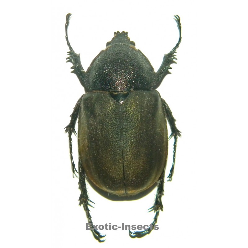 Chalcosoma chiron