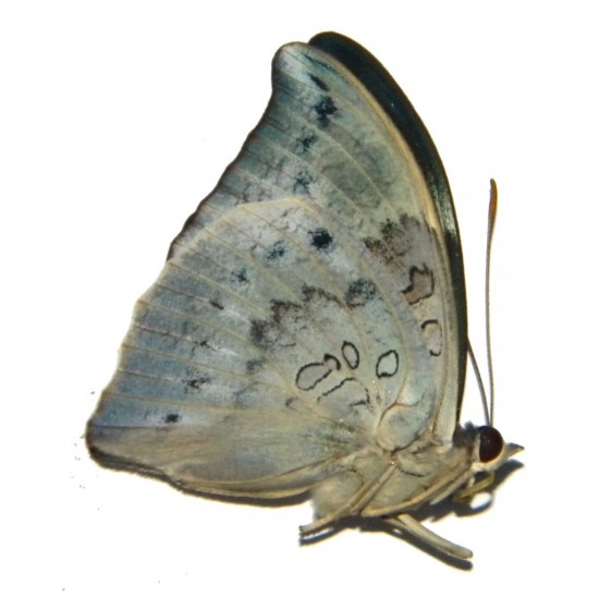 Euthalia anosia balina