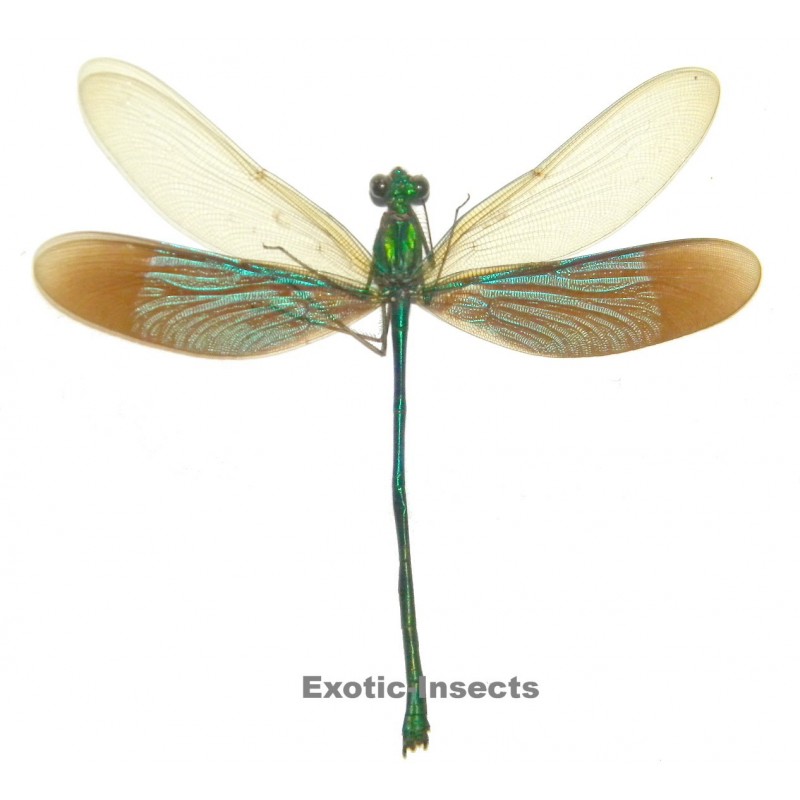 Neurobasis chinensis florida  LIGHT FORM