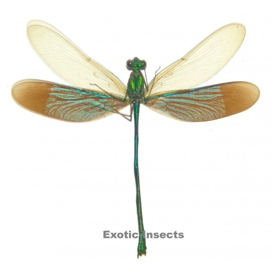 Neurobasis chinensis florida  LIGHT FORM