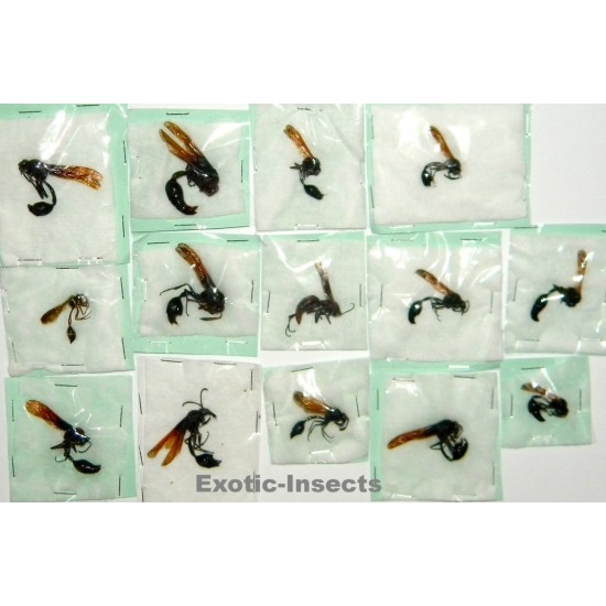 Hymenoptera mix20  Set of 14