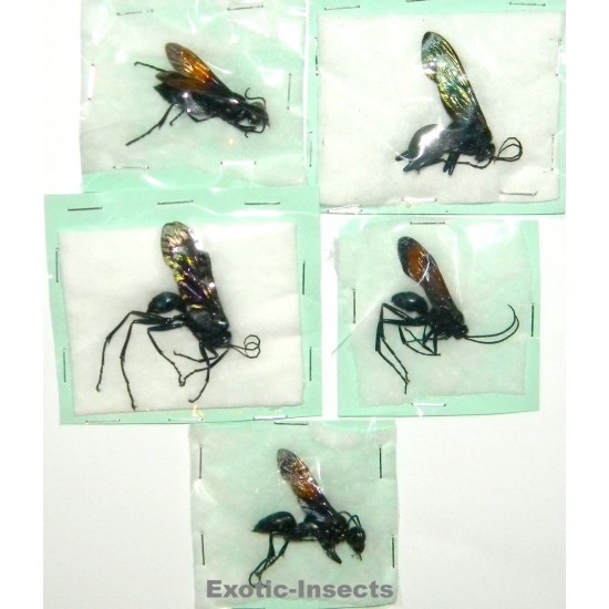 Hymenoptera mix25  Set of 5