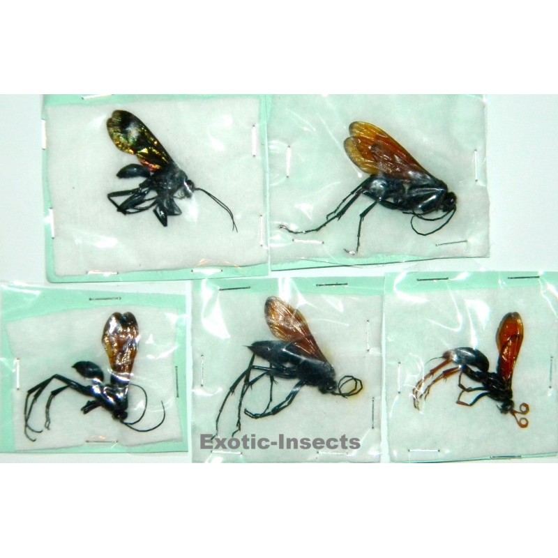 Hymenoptera mix26  Set of 5