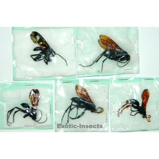 Hymenoptera mix26  Set of 5