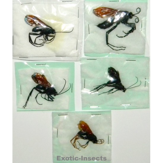 Hymenoptera mix33  Set of 5