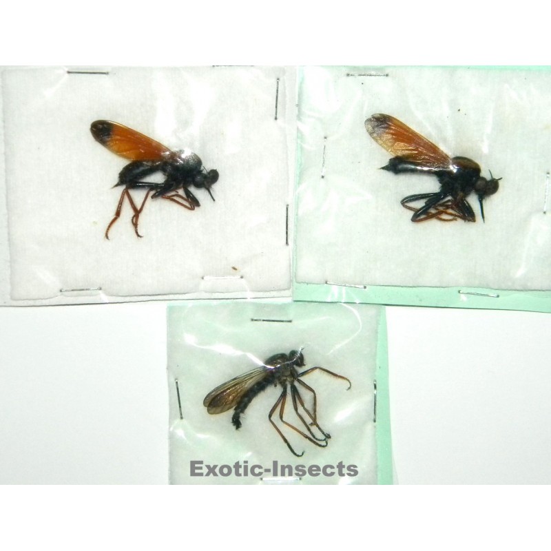 Diptera mix02  SET OF 3