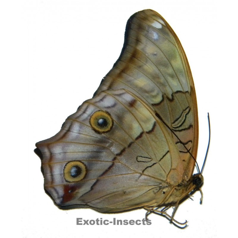 Vindula arsinoe arsinoe
