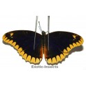 Cethosia leschenaultii