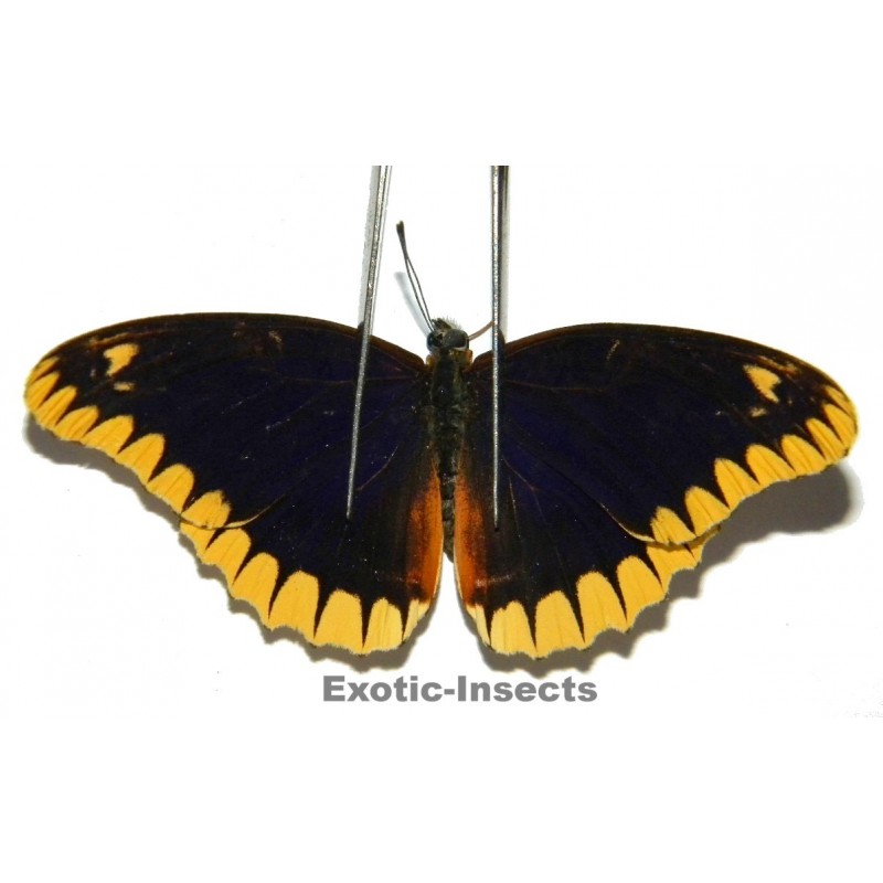 Cethosia leschenaultii