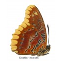 Cethosia leschenaultii