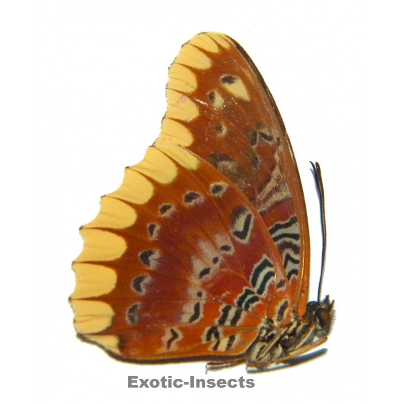 Cethosia leschenaultii