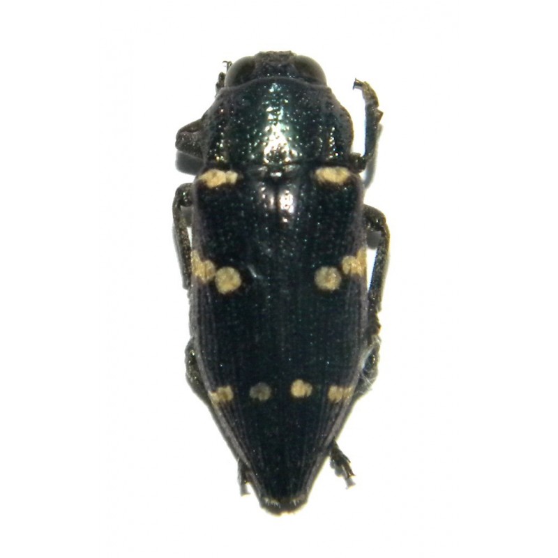 Dicercomorpha interrupta