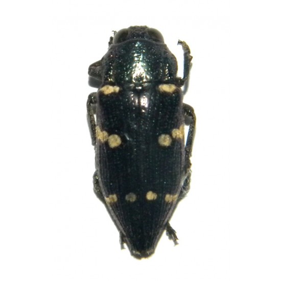 Dicercomorpha interrupta