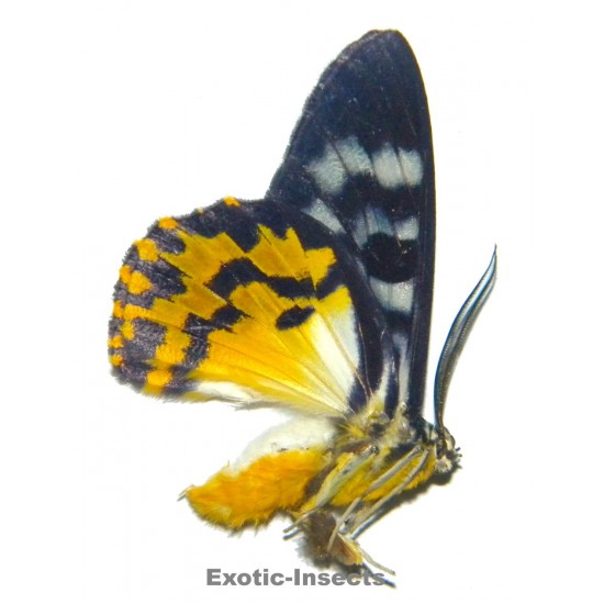 Dysphania discalis