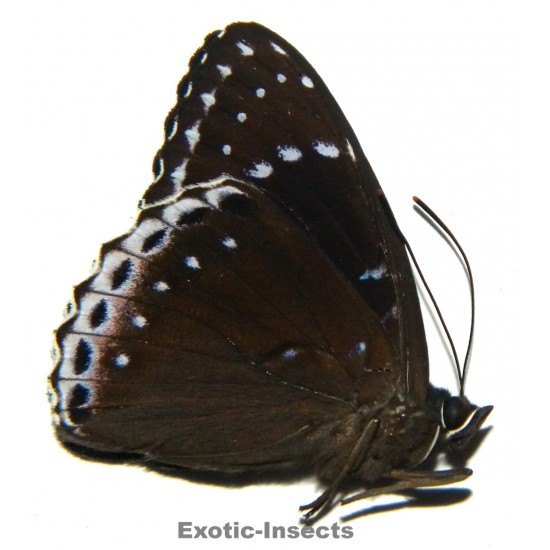 Stibochiona coresia coresia