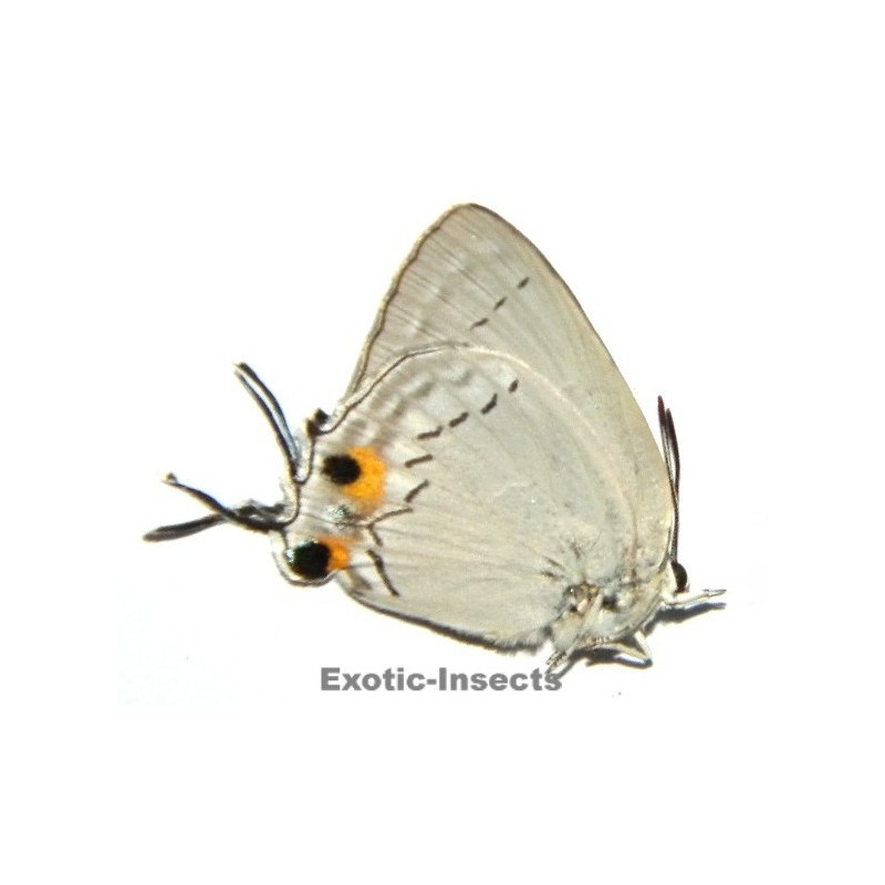 Tajuria cippus pseudolonginus
