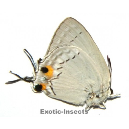 Tajuria cippus pseudolonginus