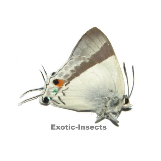 Eliota jalindra jalindra