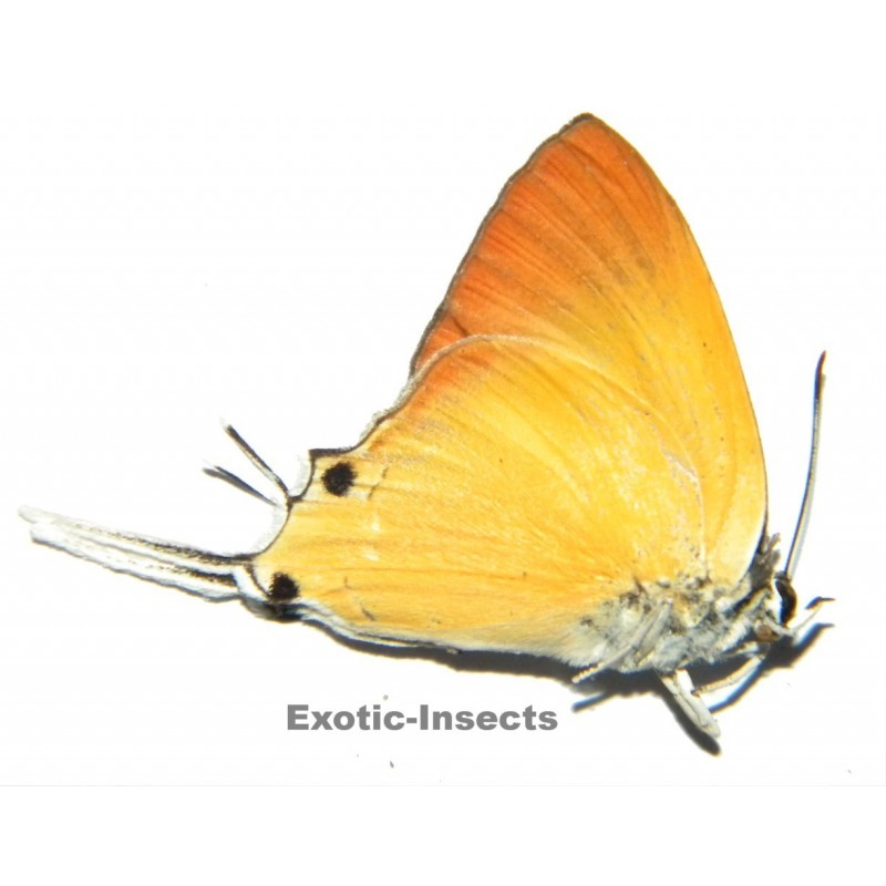 Manto hypoleuca hypoleuca