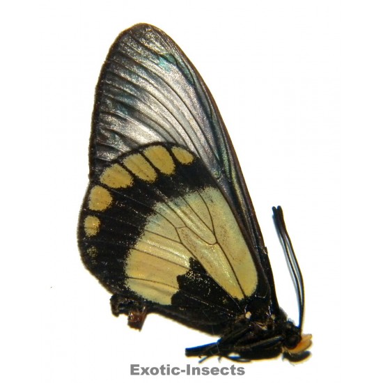 Acraea moluccana meyeri
