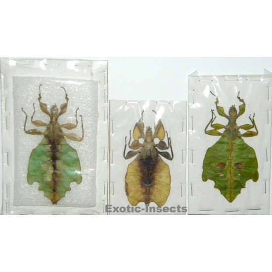 Phylliidae mix01  SET OF 3