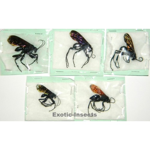 Hymenoptera mix39  Set of 5
