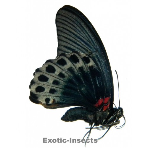 Papilio memnon memnon