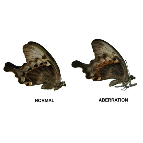 Papilio peranthus adamantius ABERRATION  1