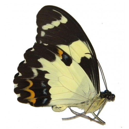 Papilio euchenor euchenor