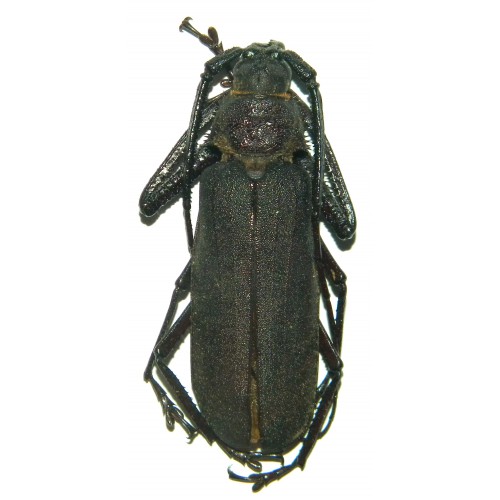 Rugosophysis frater (65-67mm)