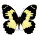 Papilio euchenor naucles