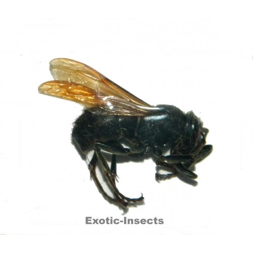 Hymenoptera sp.18