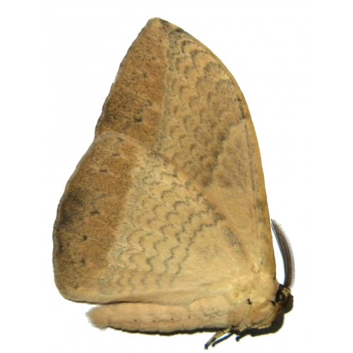 Eupterotidae sp.04