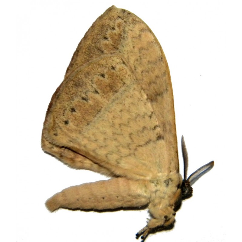 Eupterotidae sp.04 ExoticInsects