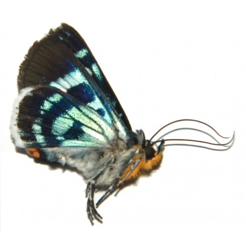 Misc. moth sp.33 (Day flying moth)