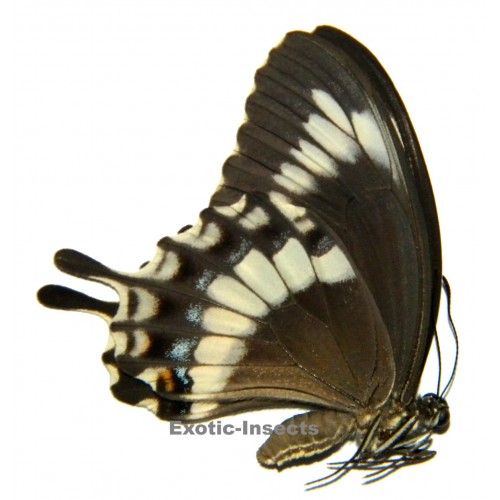 Papilio canopus canopus