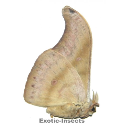 Antheraea ranakaensis