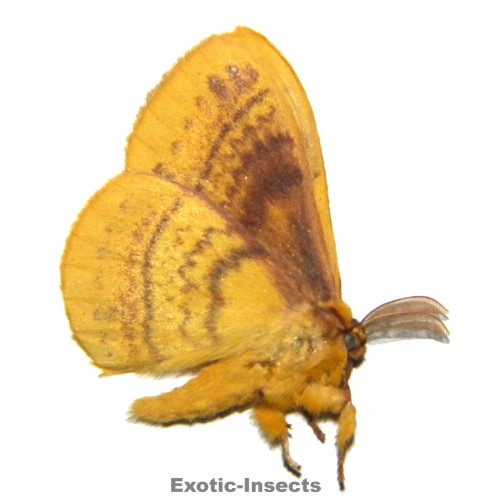 Eupterotidae sp.22