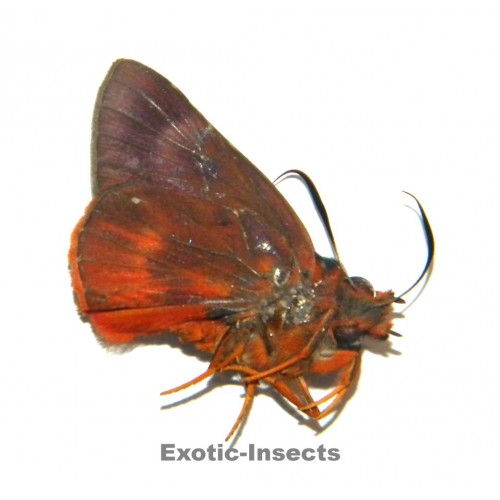 Burara oedipodea oedipodea
