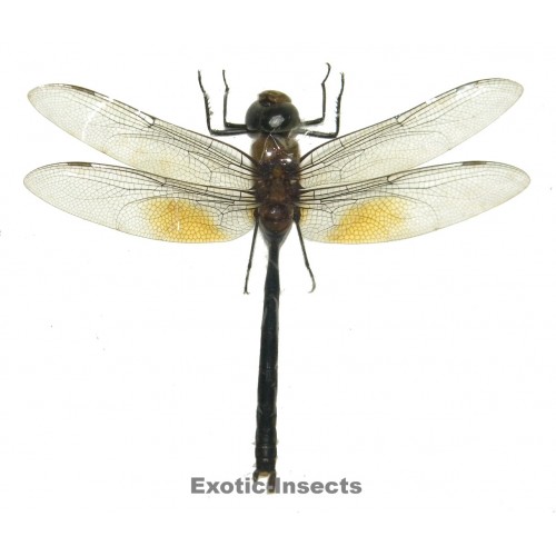 Entomologie Insecte Libellule dragonfly Chlorogomphus magnificus RARE! 