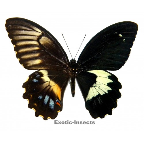 Papilio gambrisius gambrisius  GYNANDROMORPH
