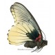 Papilio memnon agenor FORM 1