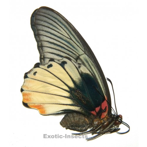 Papilio memnon agenor FORM 3