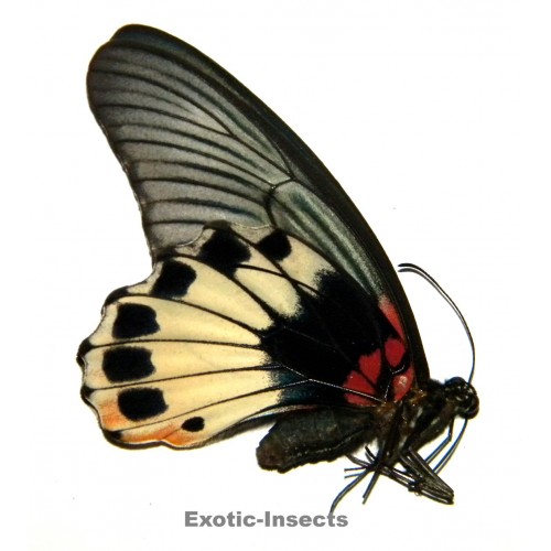 Papilio memnon agenor FORM 10