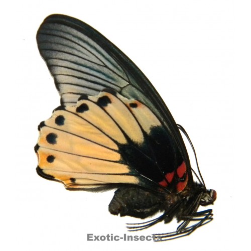 Papilio memnon agenor FORM 13