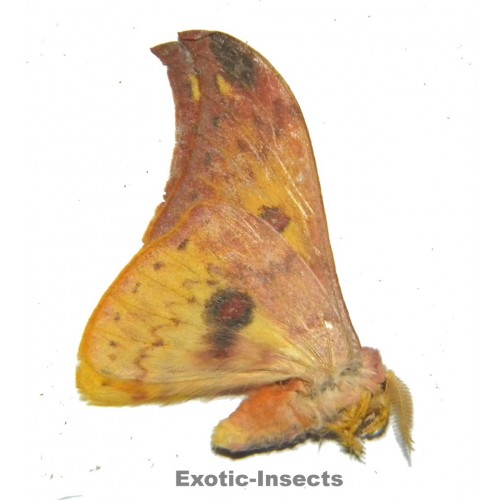 Lemaireia chrysopeplus